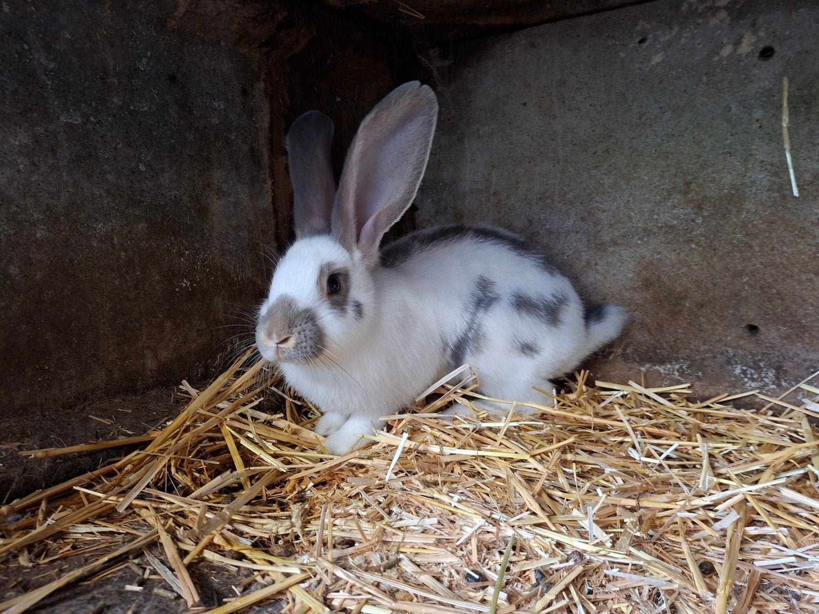 Reuzevlinder, Animaux & Accessoires, Lapins