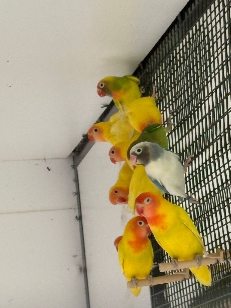 Nieuwe lichting agapornis nigrigenis 2026 - diverse kleuren, Plusieurs animaux, Perroquet nain ou Inséparable, Bagué