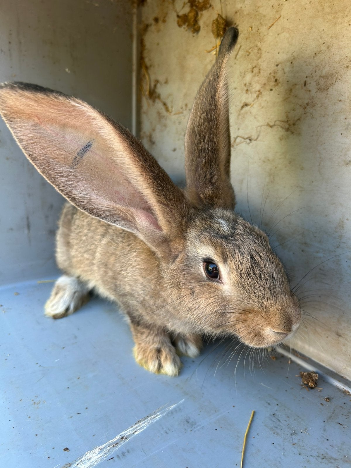 Duitse Reus - moer ., Dieren en Toebehoren, Konijnen, Vrouwelijk, Groot, 0 tot 2 jaar