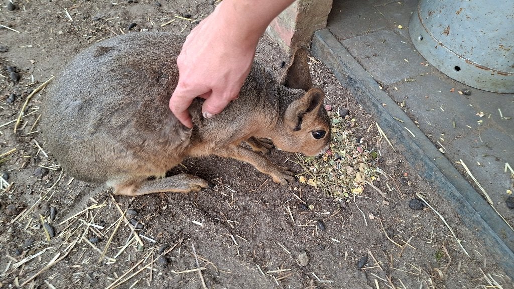 Mara man en vrouw (NIET ALS KOPPEL), Dieren en Toebehoren, Overige Dieren, April, Meerdere dieren