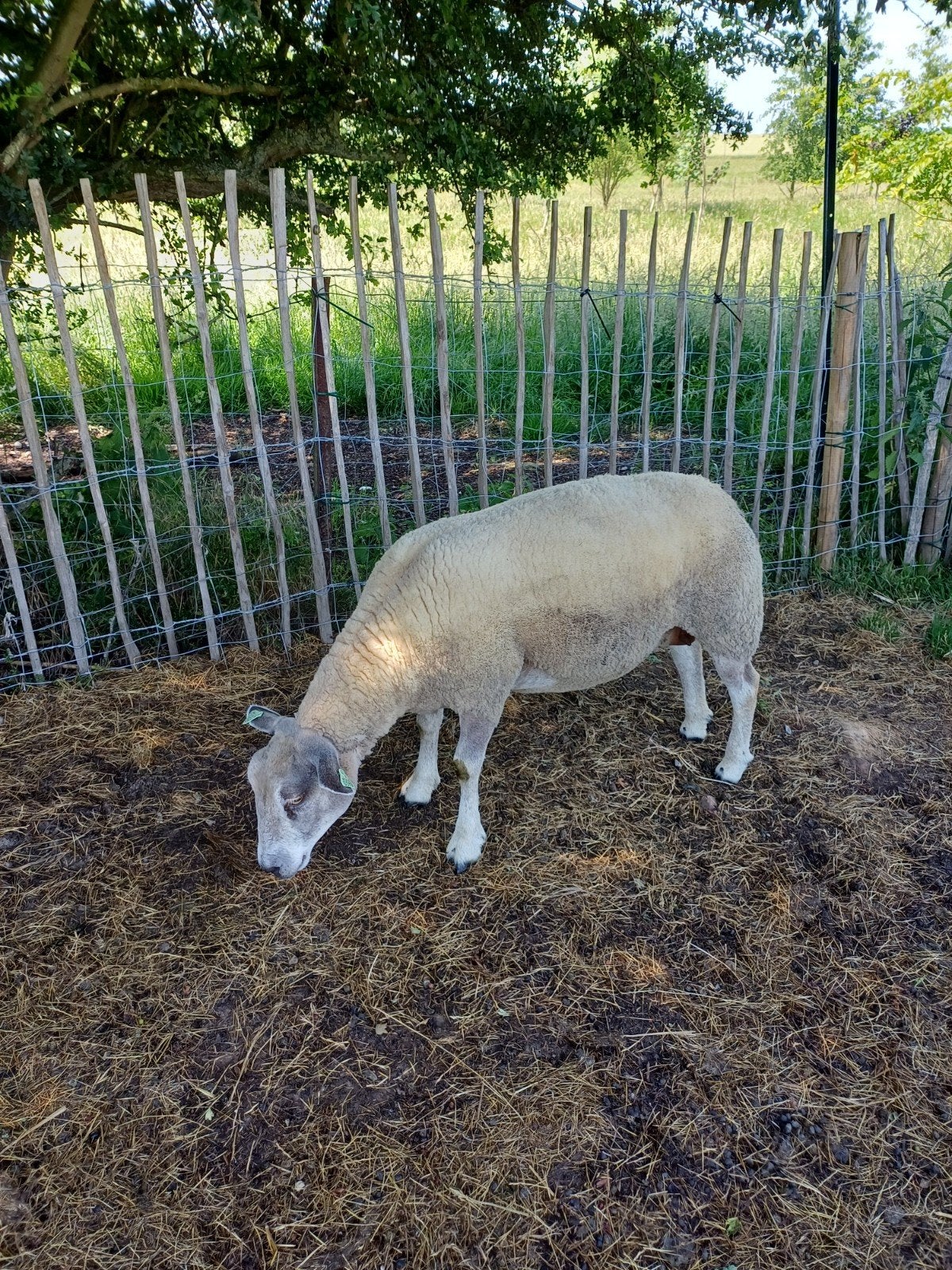 Brebis texel 19 mois