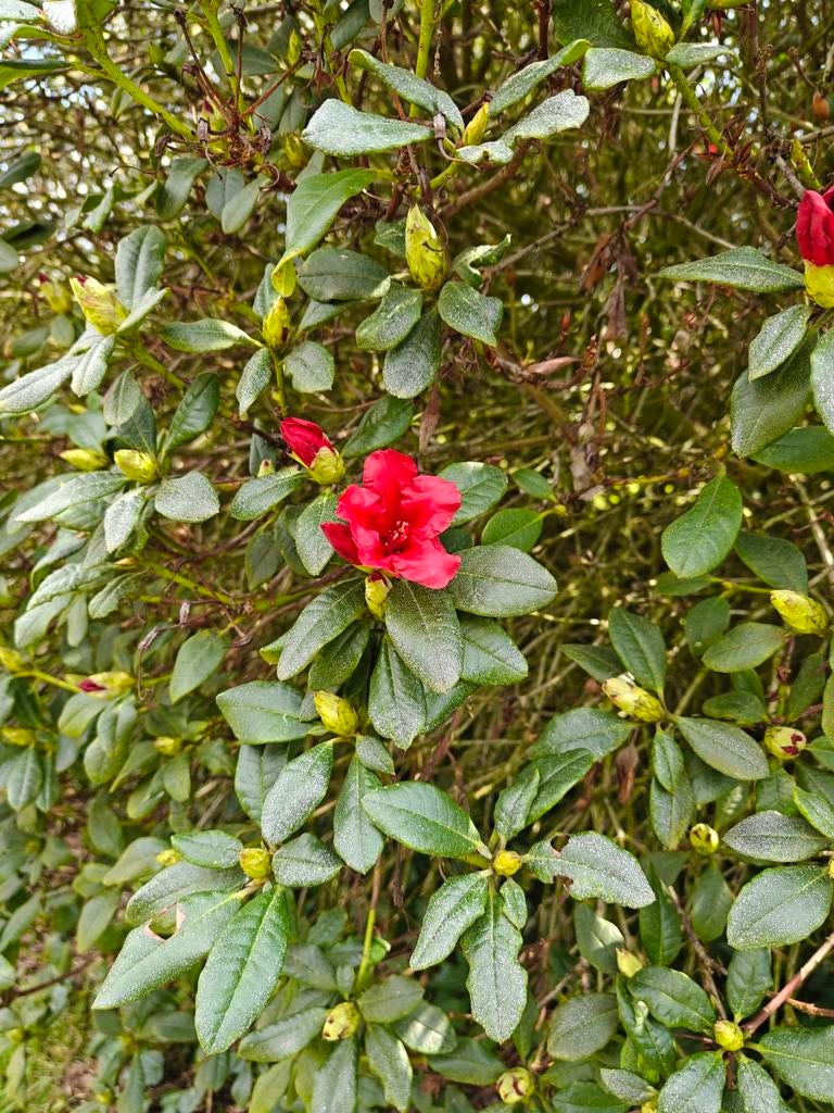 rhododendron struik gratis, Enlèvement