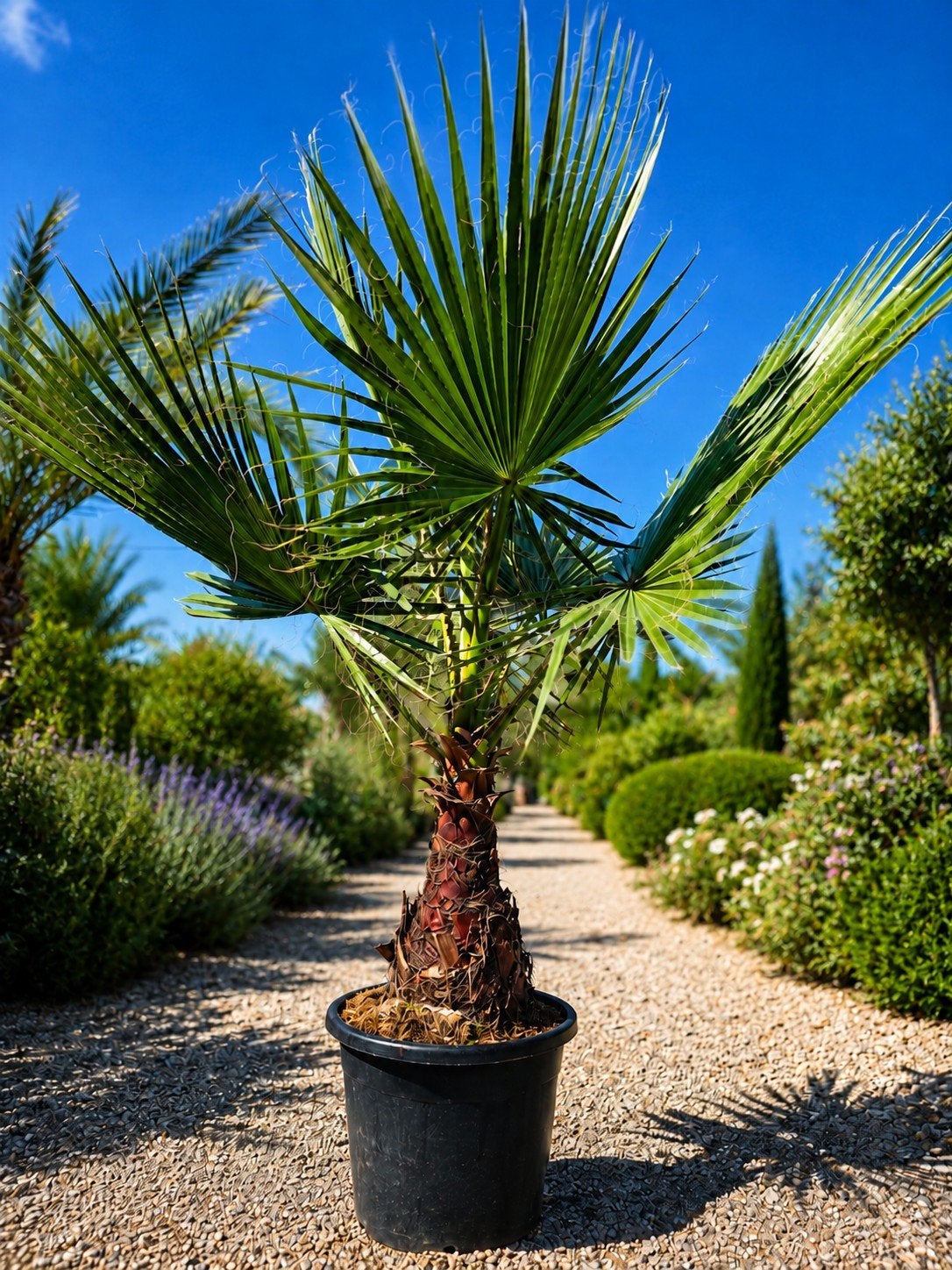 Palmboom Washingtonia Robusta, Ophalen, Palmboom