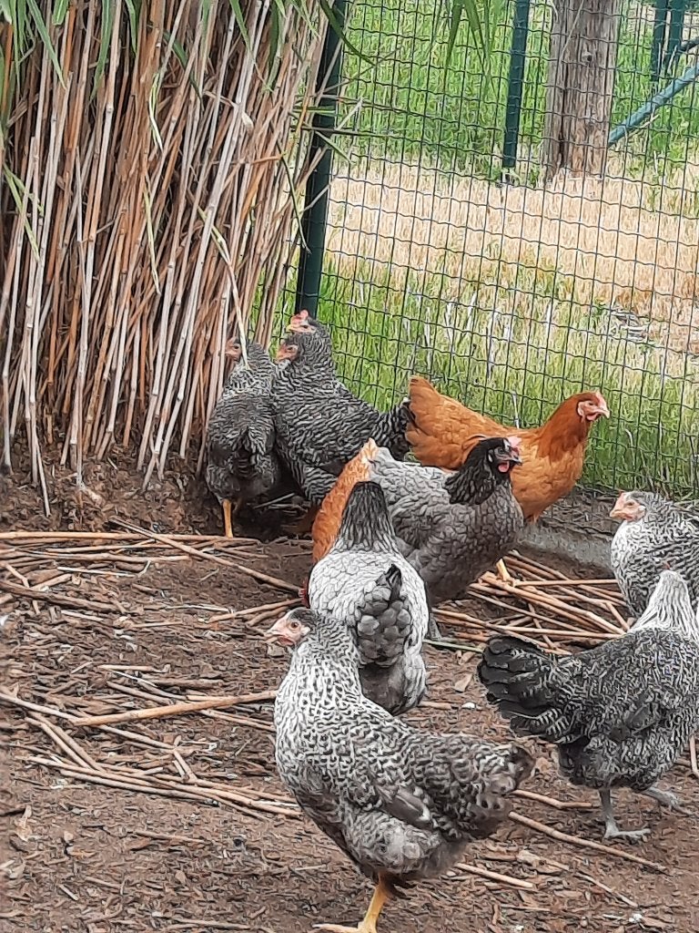 Legkippen, Plusieurs animaux, Poule ou poulet