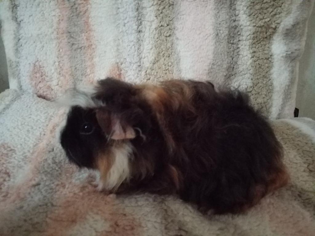 2 zeugjes, Dieren en Toebehoren, Knaagdieren, Vrouwelijk, Tam, Maart, Cavia