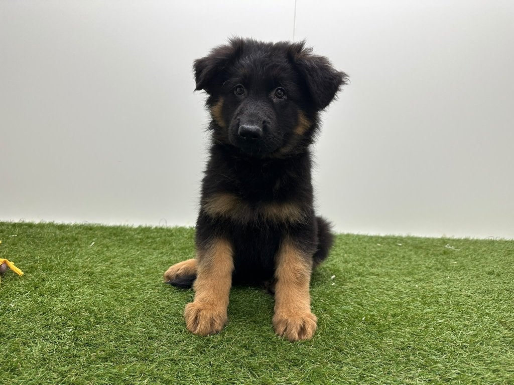 Duitse Herder pups, België, 15 weken tot 1 jaar, CDV (hondenziekte), Meerdere