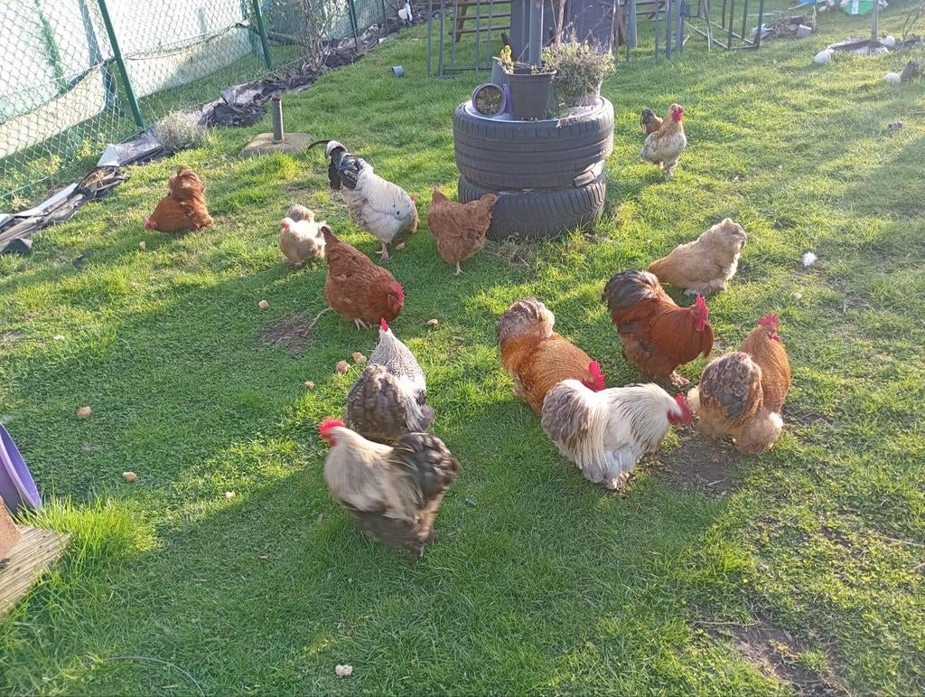 Hanen te koop 8 maanden oud., Dieren en Toebehoren, Pluimvee