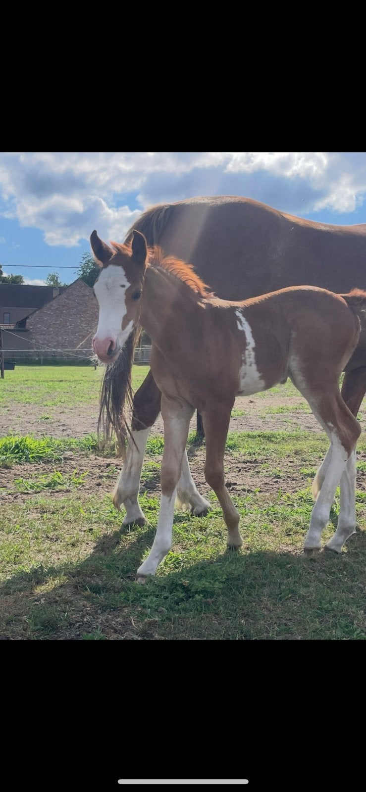 Prachtig pony hengsten veulen