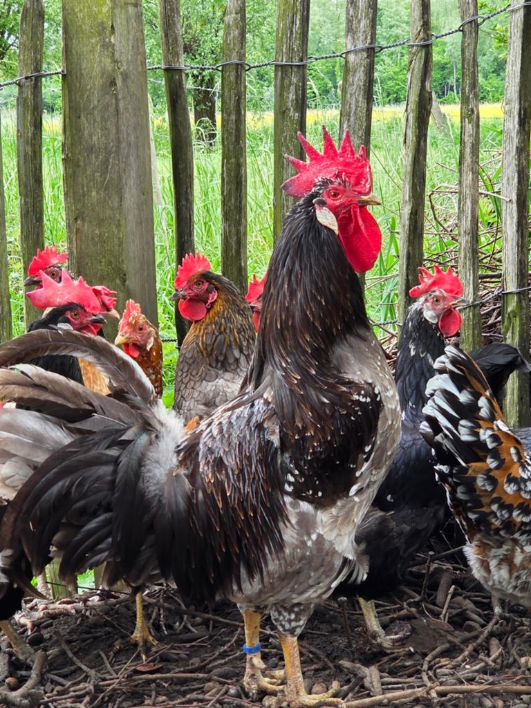 Ancona haan + 2 zwarte leghorn hennen, Dieren en Toebehoren, Pluimvee, Kip