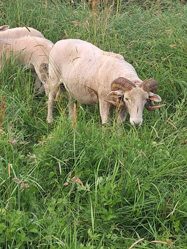 bok Wiltshire Horn, Animaux & Accessoires, Mâle, Mouton, 3 à 5 ans