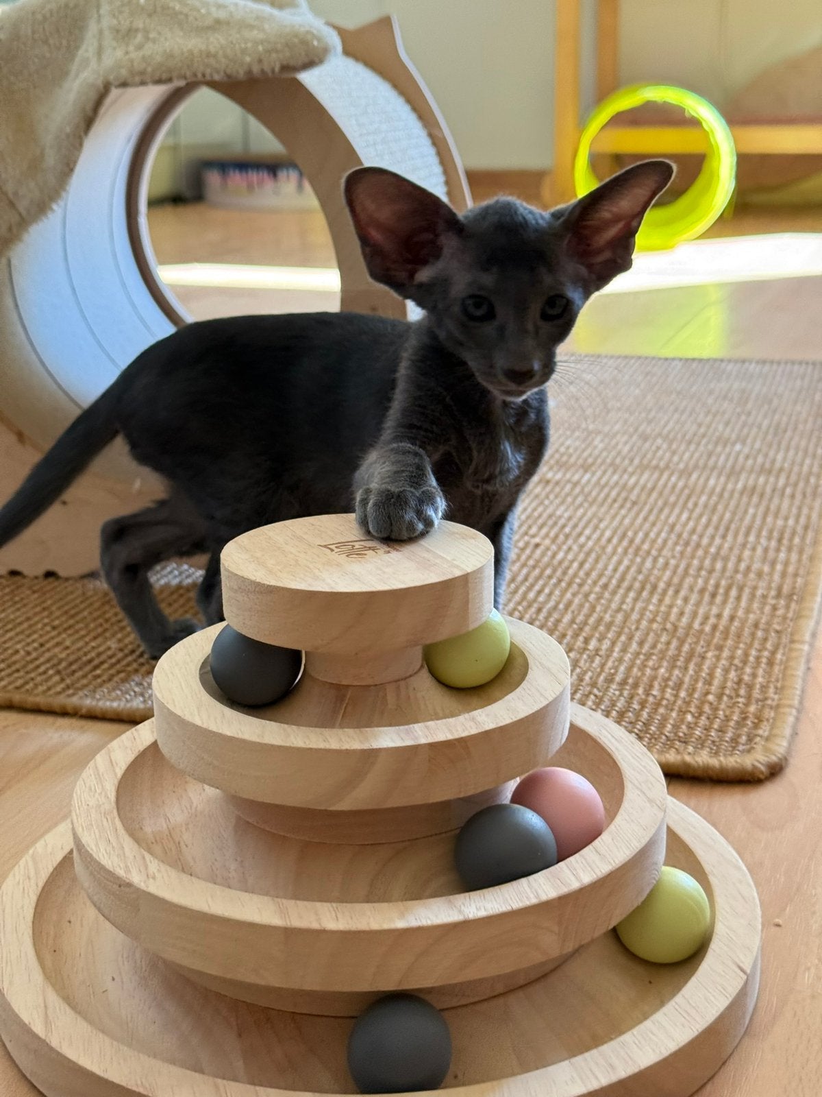 Prachtig blauw Peterbald kitten zoekt zijn gouden mandje, Dieren en Toebehoren, Katten en Kittens | Raskatten | Korthaar, Kater