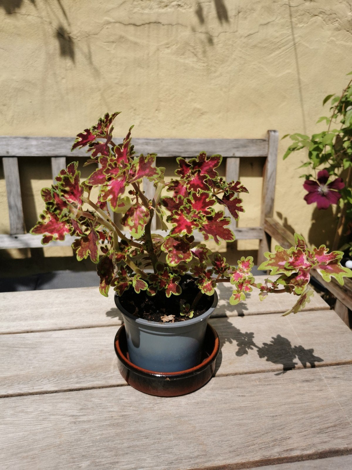 Coleus inky fingers plant in goede gezondheid, Ophalen