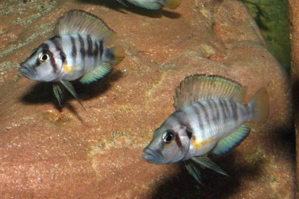 Altolamprologus cichlide, Dieren en Toebehoren, Ophalen, Inclusief vissen