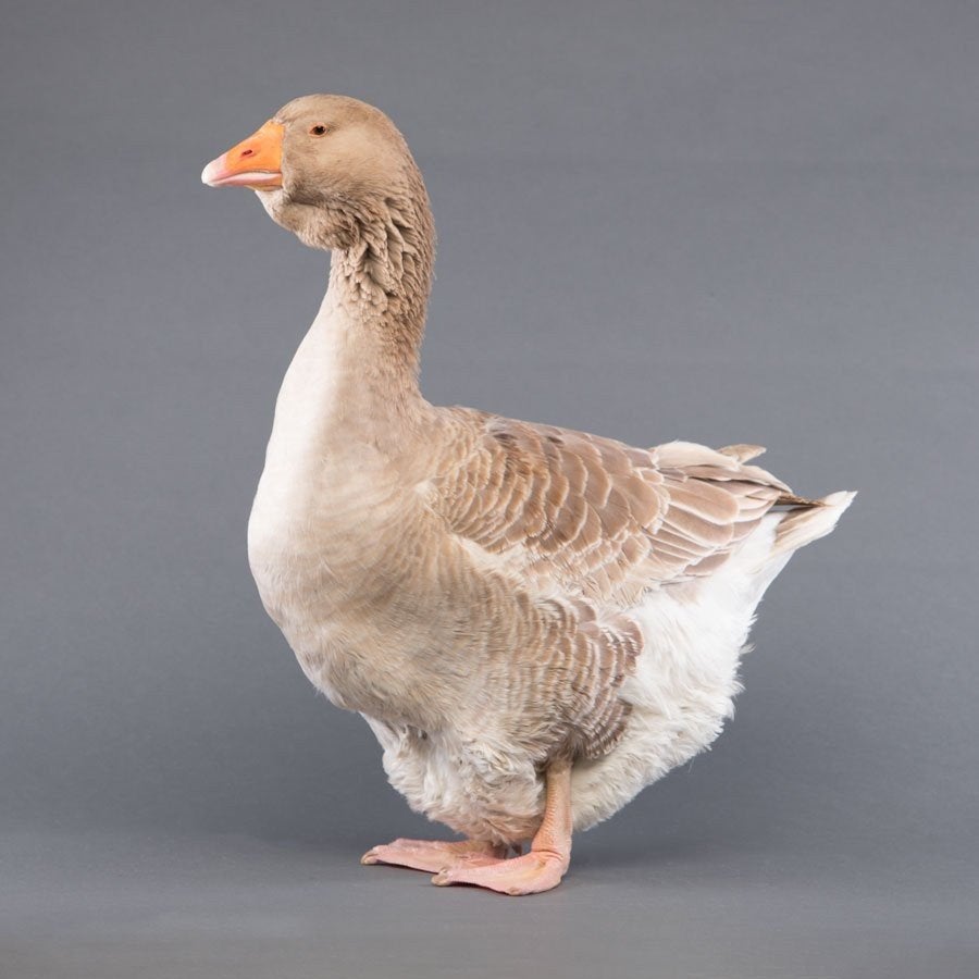gezocht: koppels buff toulouse ganzen, Meerdere dieren, Gans of Zwaan