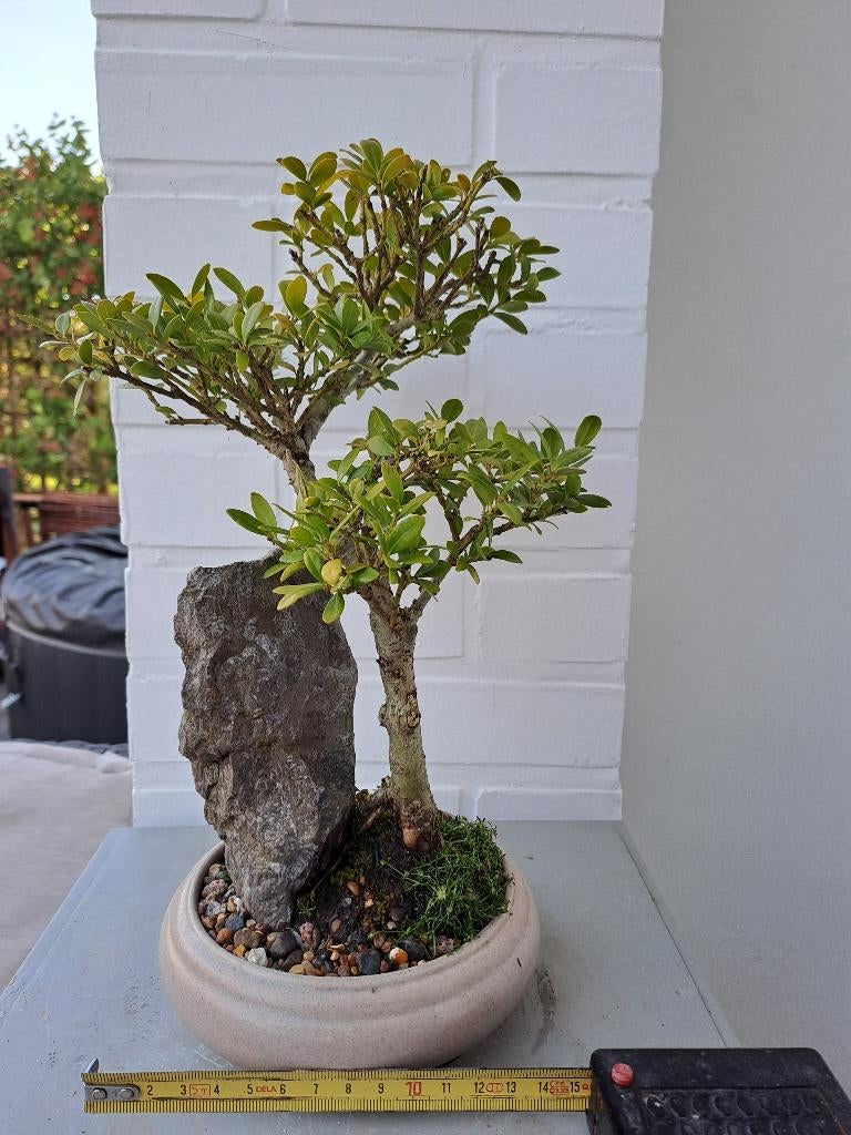 Kleinere (pre)bonsai van ilex crenata, Bloeit niet, Overige soorten, Minder dan 100 cm, Ophalen