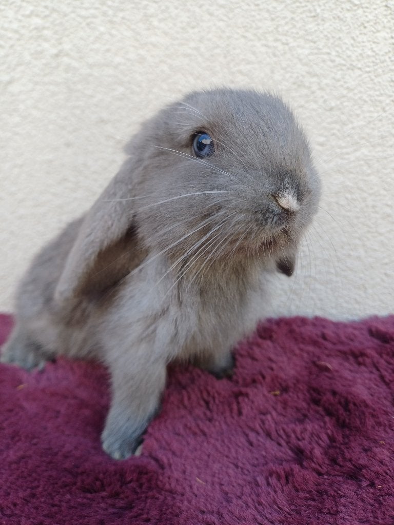 Lieve franse hangoor ram, Dieren en Toebehoren, Mannelijk, Groot, Hangoor, 0 tot 2 jaar