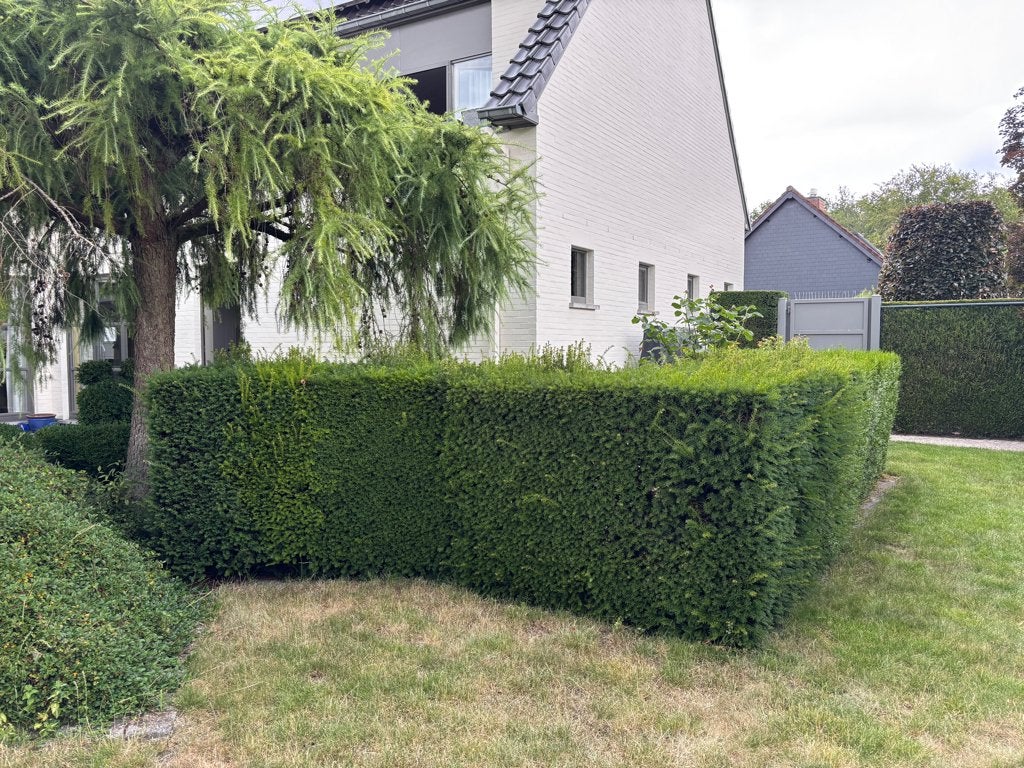 Haies d'if et de thuya, Enlèvement, Taxus