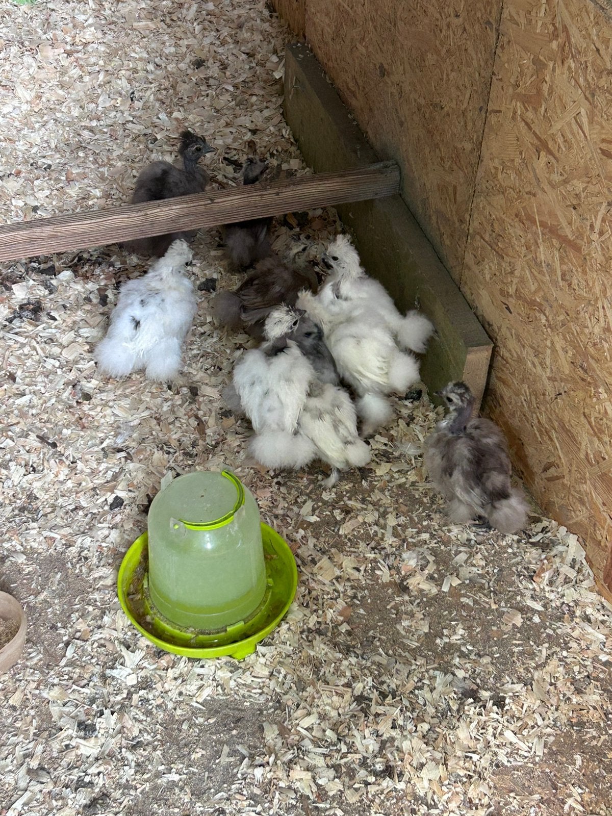 Zijdehoenders te koop, Dieren en Toebehoren