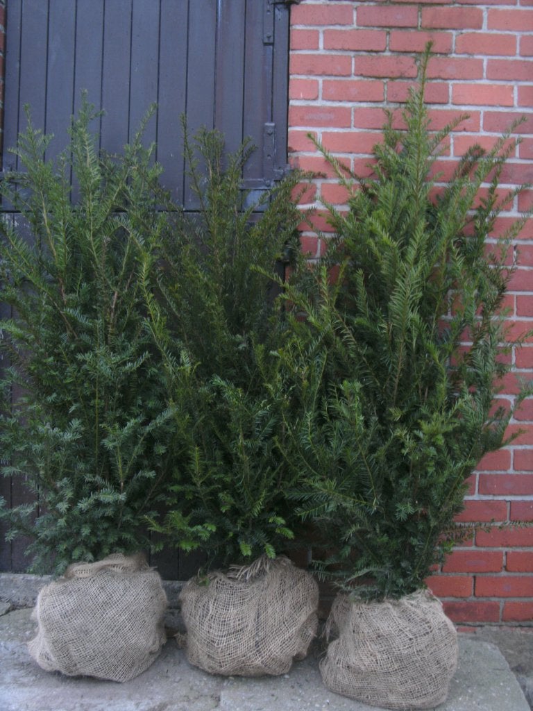 taxus, Jardin & Terrasse, Enlèvement, Taxus