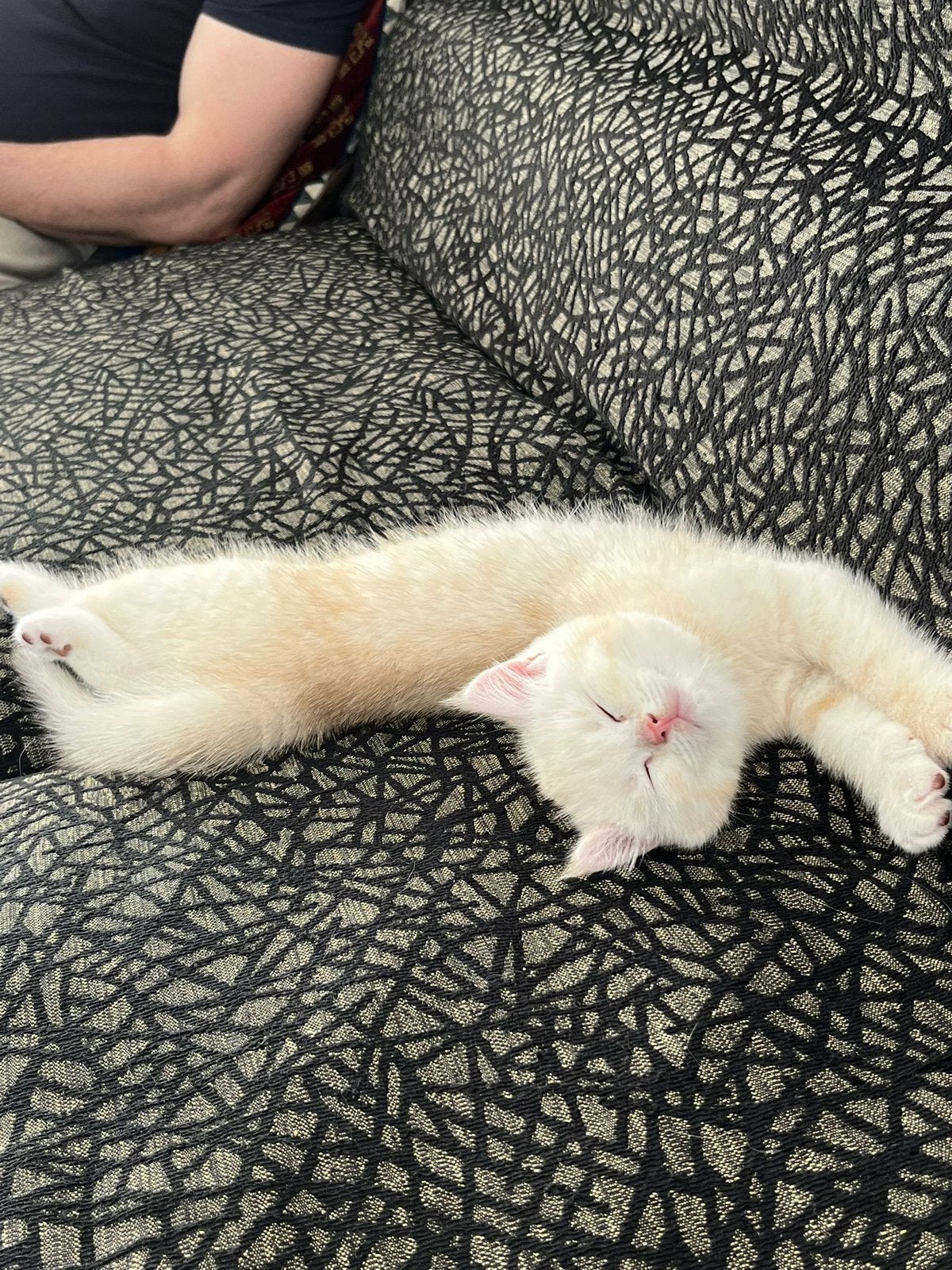 Korte britsehaar, Chat, Avec pedigree, 0 à 2 ans