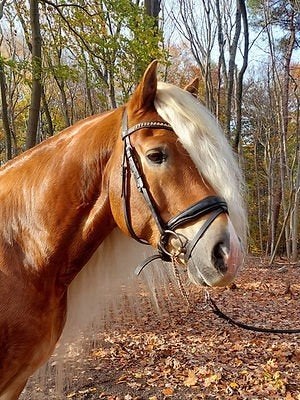 Haflinger dekhengst  te koop, Hengst
