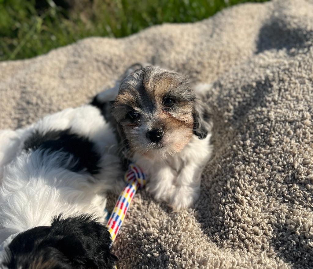 Mooie cavapoo pups, Dieren en Toebehoren, Poedel, Parvo, België, 8 tot 15 weken