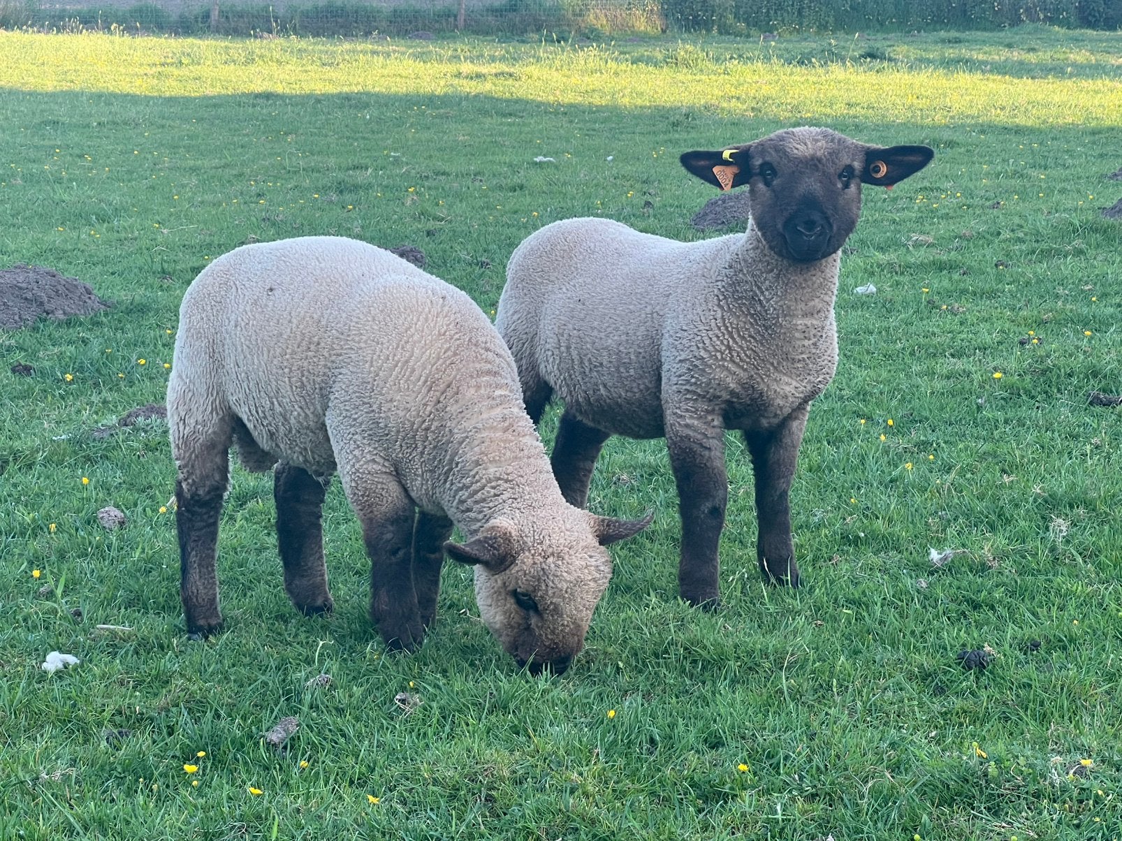 Hampshire down, Animaux & Accessoires, Moutons, Chèvres & Cochons, Plusieurs animaux, Mouton