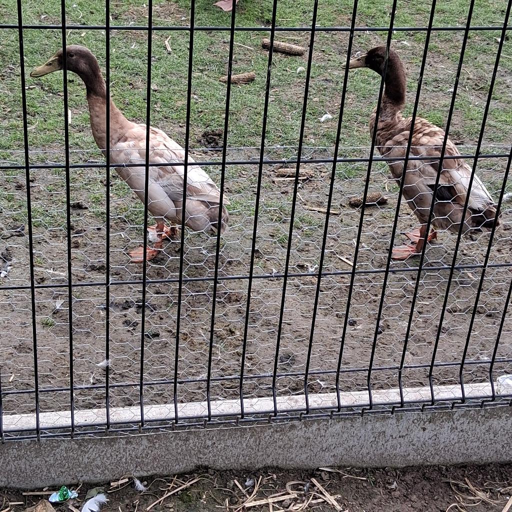 2 Loopeenden, Animaux & Accessoires, Avril, Mâle