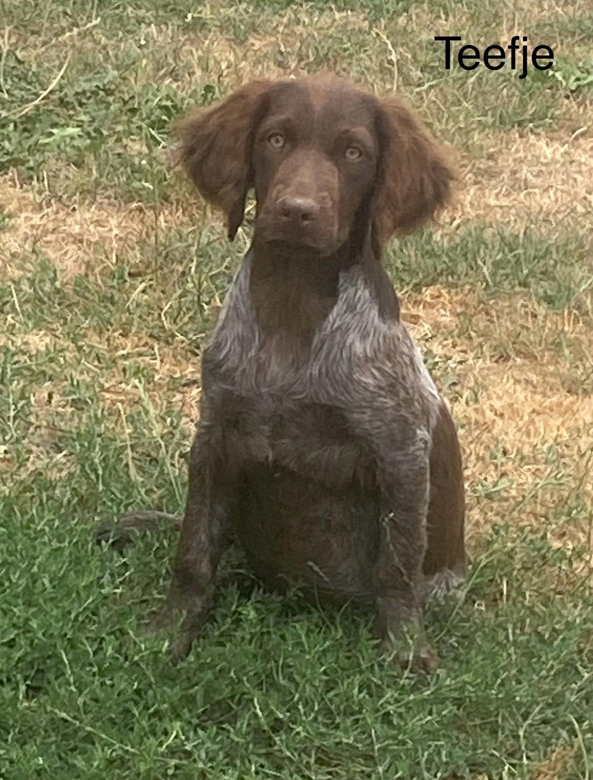 Heidewachtel, 15 semaines à 1 an, Chien (mâle), Maladie de Carré (chiens), Belgique