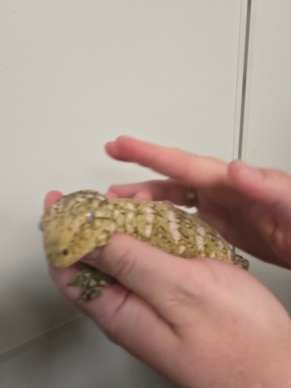 Prachtige Leachianus gekko vrouw (Rhacodactylus leachianus), Animaux & Accessoires, Reptiles & Amphibiens, Amphibien