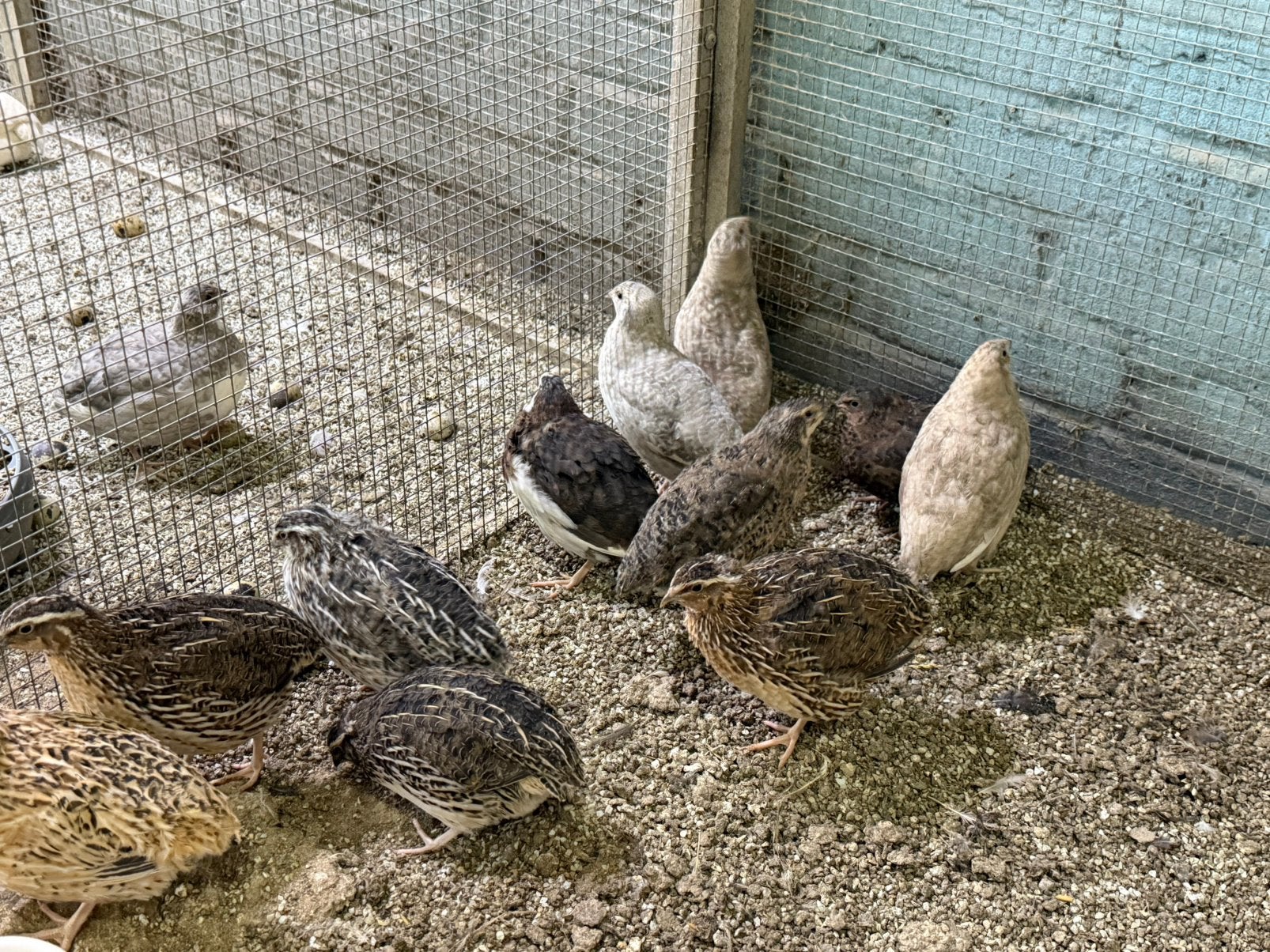 Japanse kwartel haantjes, Dieren en Toebehoren