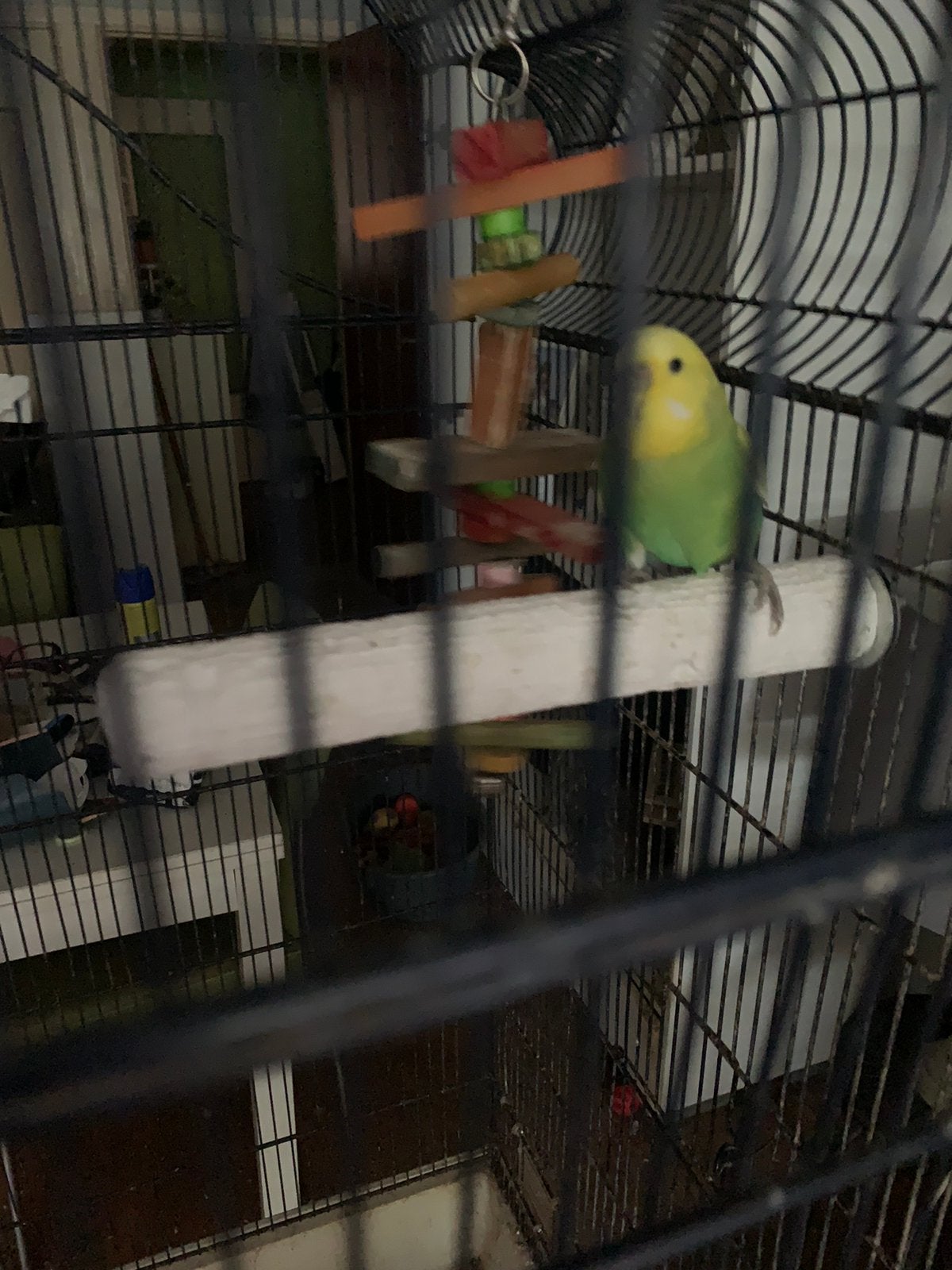 3 grasparkieten, Animaux & Accessoires, Oiseaux | Perruches & Perroquets