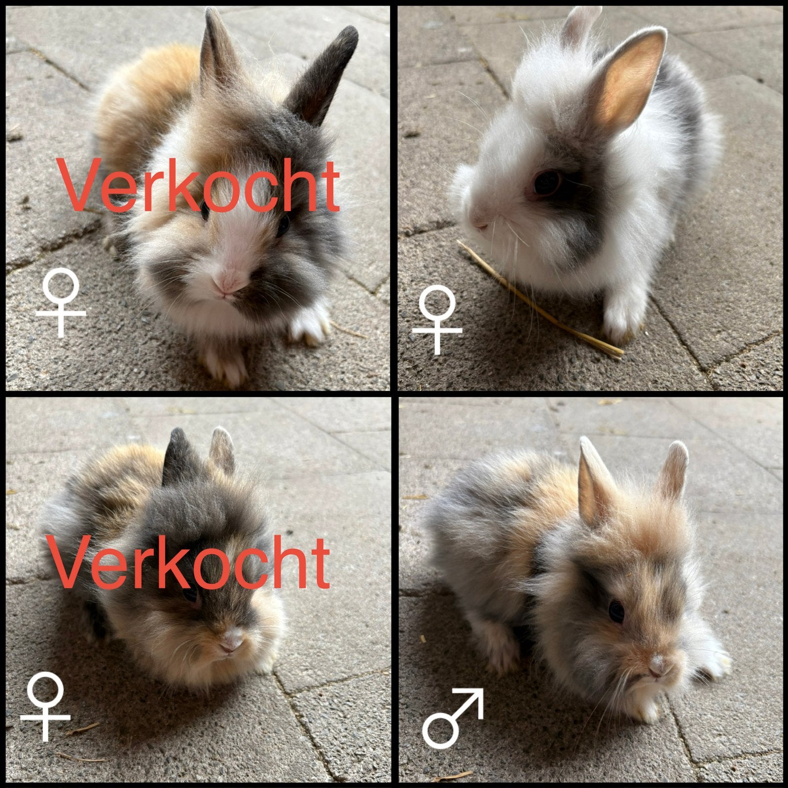 Dwergkonijntjes leeuwenkopjes