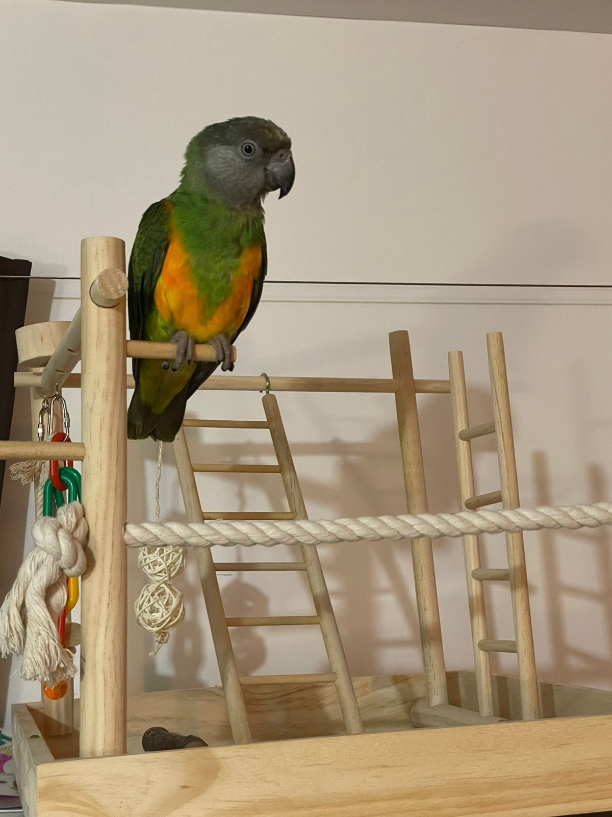 Perroquet youyou de 2023 vendu avec sa cage, Animaux & Accessoires, Mâle, Perroquet, Bagué