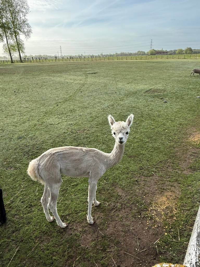 Alpaca Merrie wit beige, Dieren en Toebehoren, Overige Dieren, Oktober, Vrouwelijk