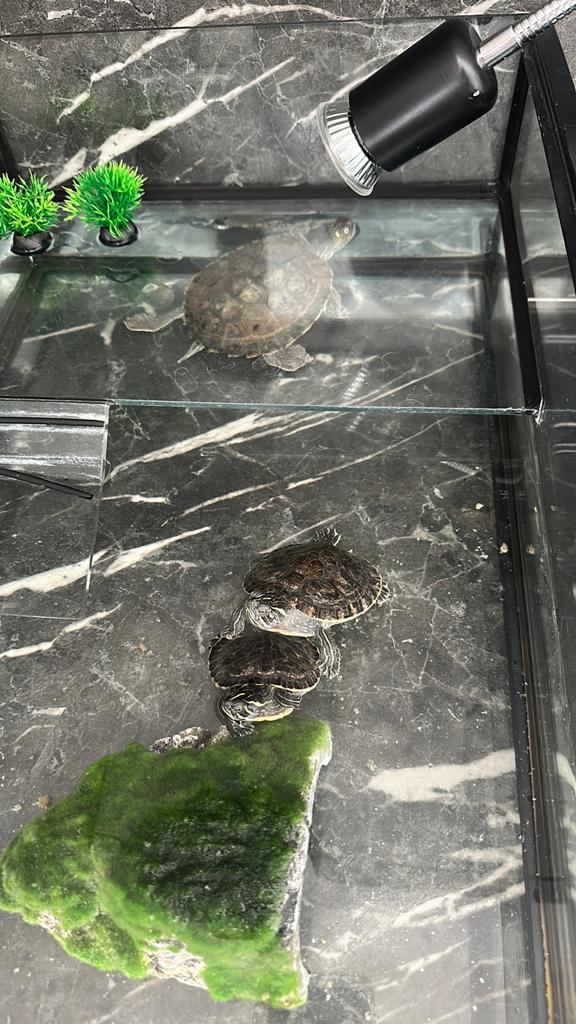 Schildpadden te koop, Dieren en Toebehoren, Vissen | Aquaria en Toebehoren, Ophalen, Zo goed als nieuw
