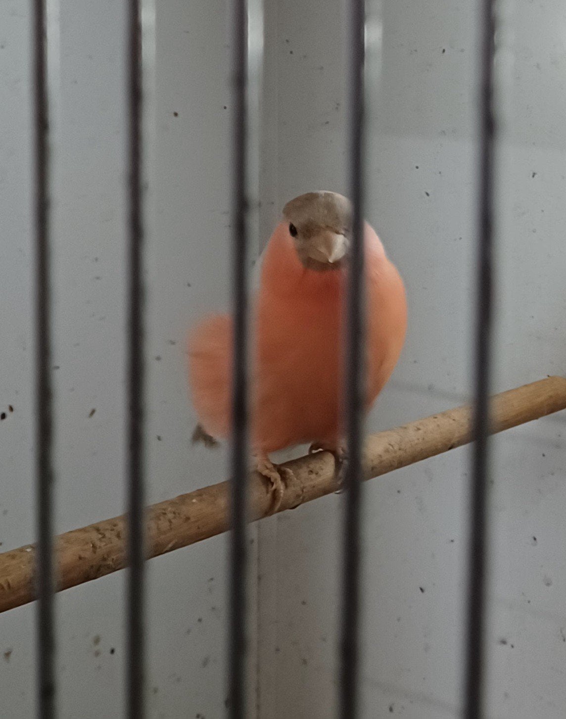 goudvinken, Dieren en Toebehoren