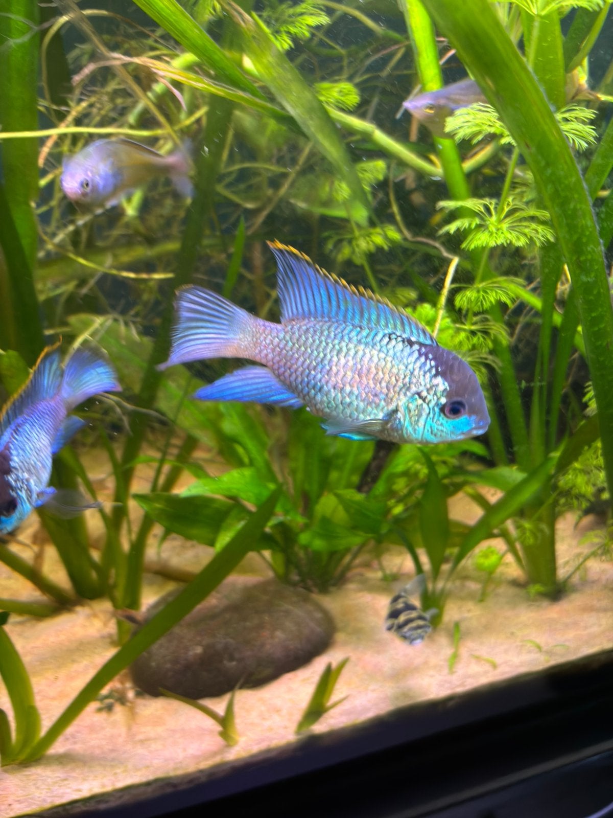 Koppel electric blue acara, Dieren en Toebehoren