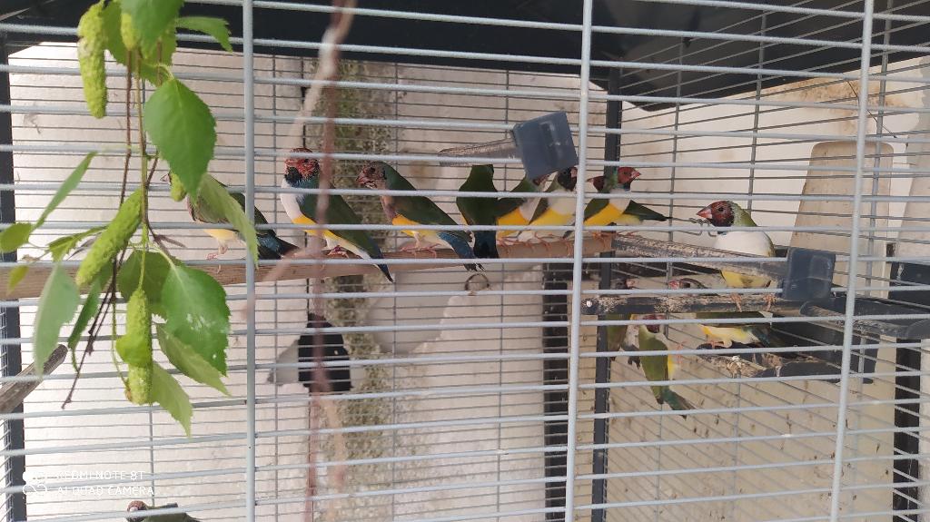 gouldamadine, Animaux & Accessoires, Plusieurs animaux, Oiseau tropical