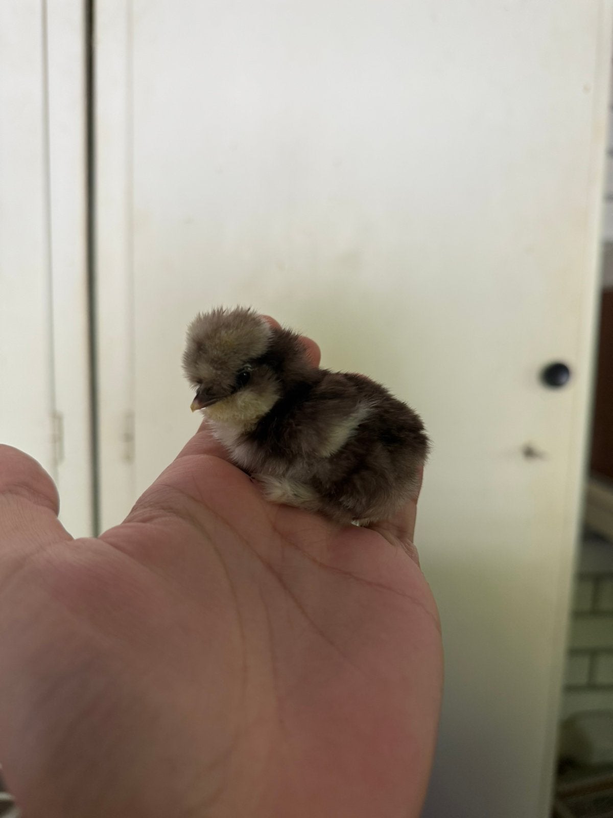 USA zijdehoen kuikens, Dieren en Toebehoren