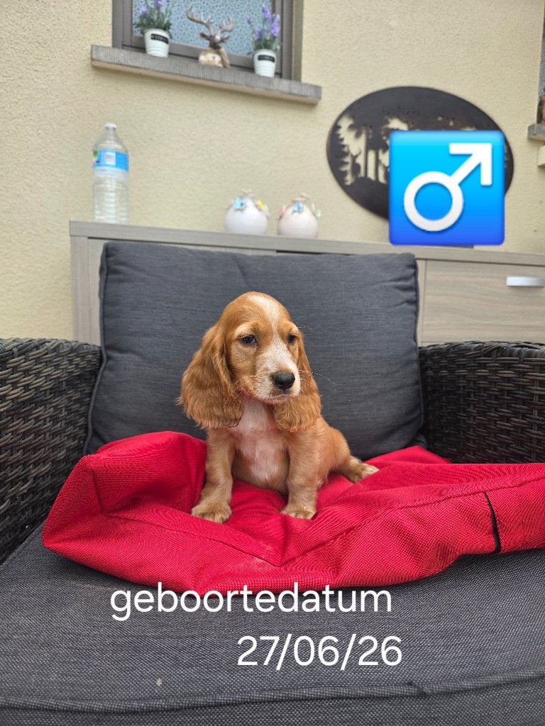 mooie engelse cocker pups, Dieren en Toebehoren, België, CDV (hondenziekte), 8 tot 15 weken, Meerdere
