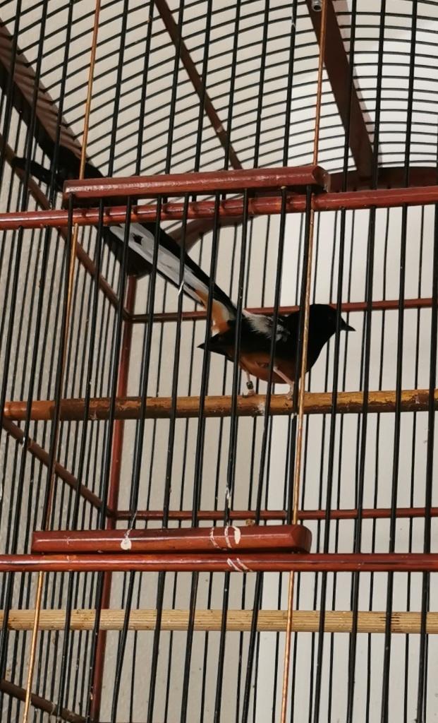 Schama lijster man, Dieren en Toebehoren, Mannelijk, Tropenvogel, Geringd