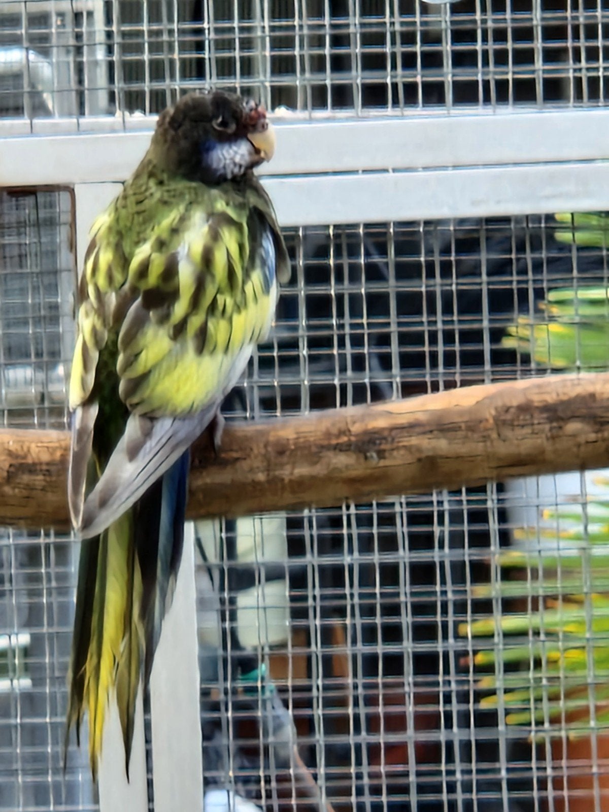rosella's '26, Meerdere dieren, Parkiet, Geringd