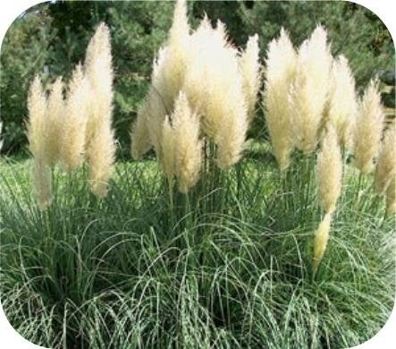 Cortaderia Seloana, Pampasgras, siergras met kwantum korting, Tuin en Terras, Ophalen of Verzenden, Vaste plant