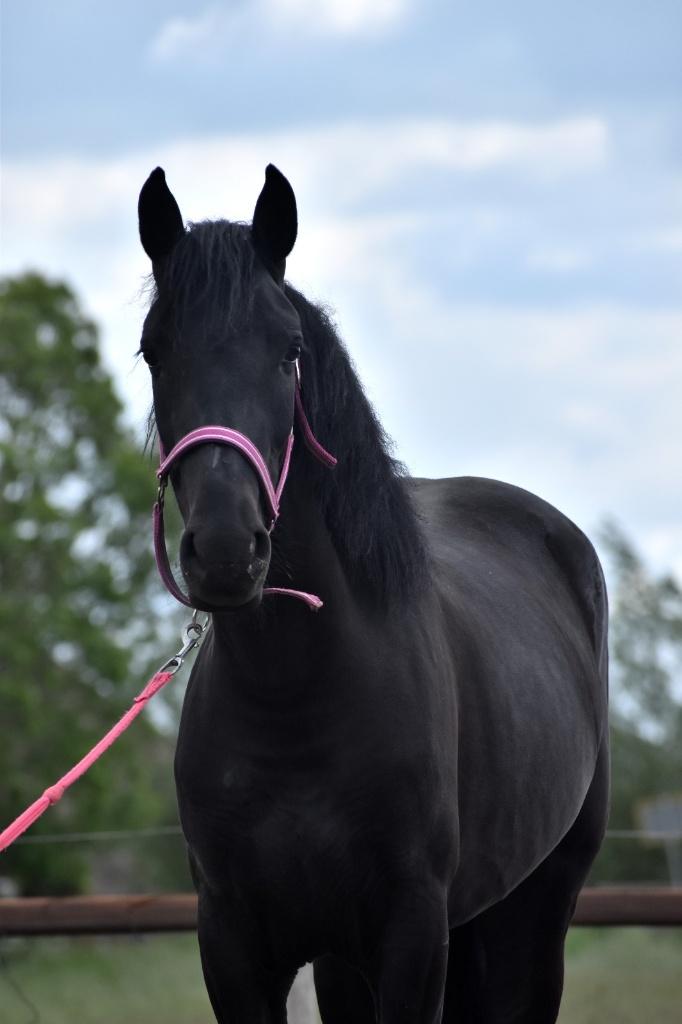 ## PRACHTIGE en super leuke Andalusier merries ##, Dieren en Toebehoren, Pony's, Merrie, 3 tot 6 jaar, Gechipt, Ontwormd, Ingeënt