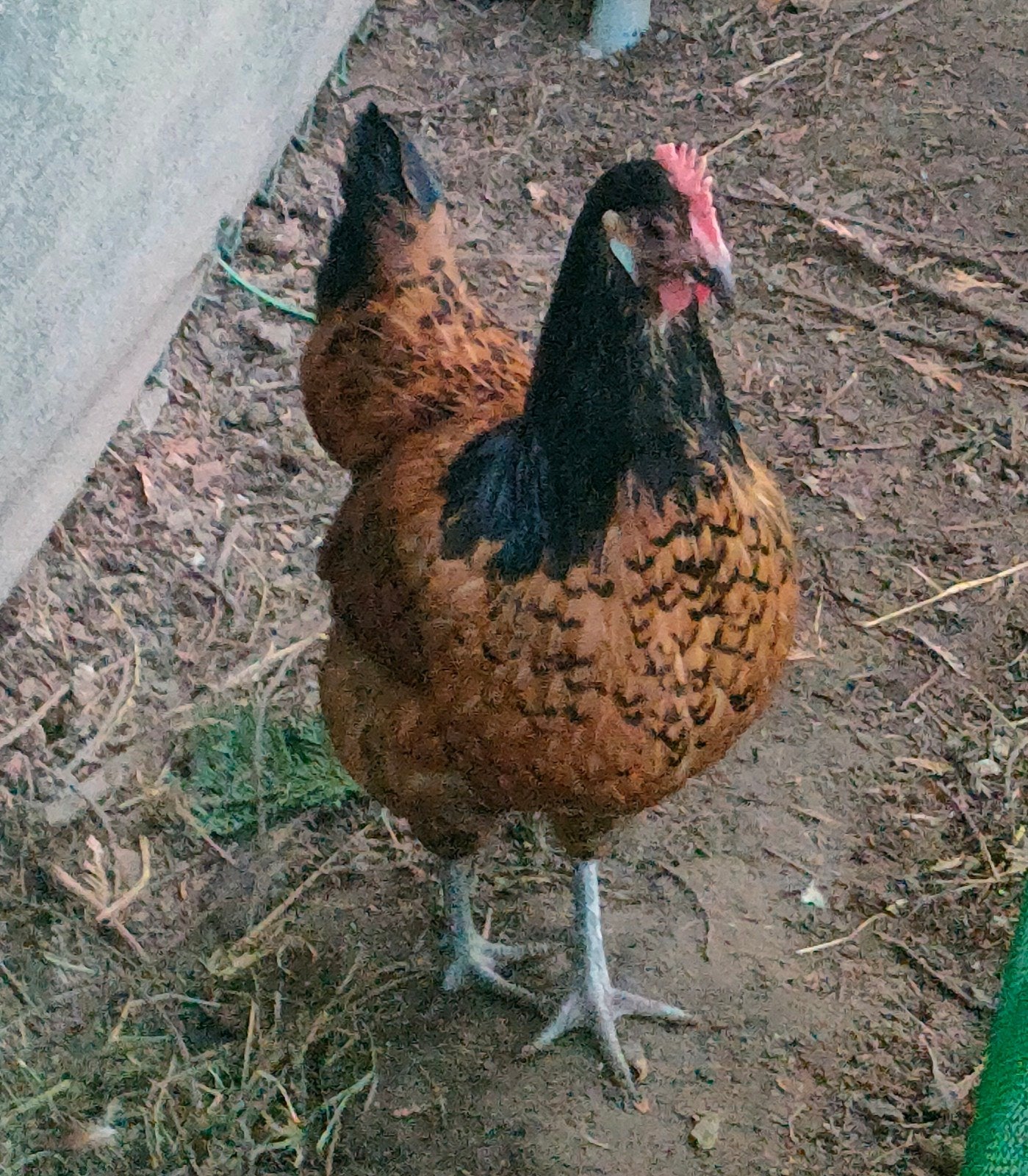Vorwerk kip, Dieren en Toebehoren, Kip