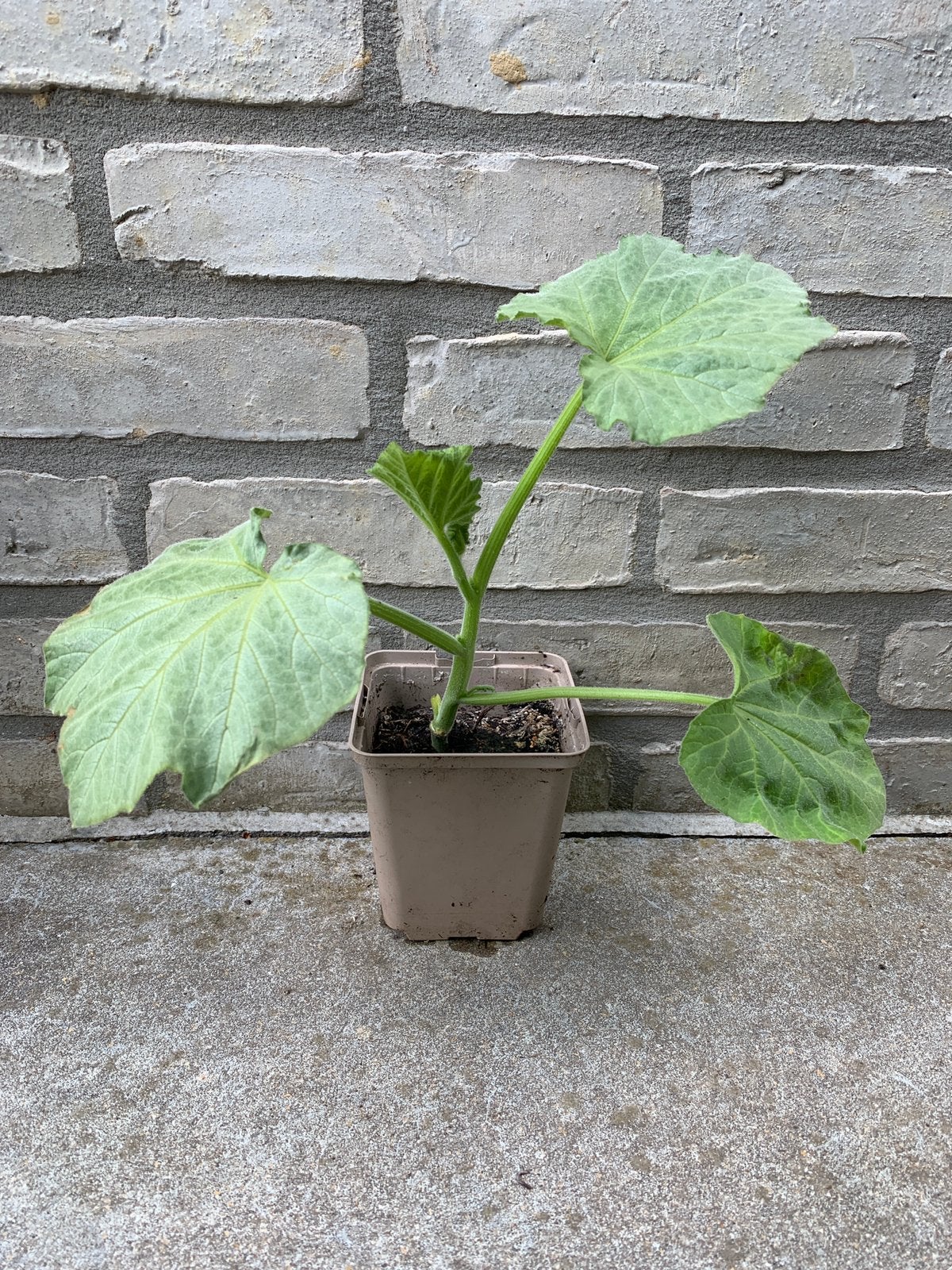 Pompoenplantjes x15, Tuin en Terras, Planten | Tuinplanten, Ophalen, Eenjarig, Groenteplanten