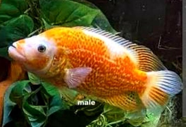 Parachromis Red Dovii wolfcichliden, Dieren en Toebehoren, Vis, Zoetwatervis