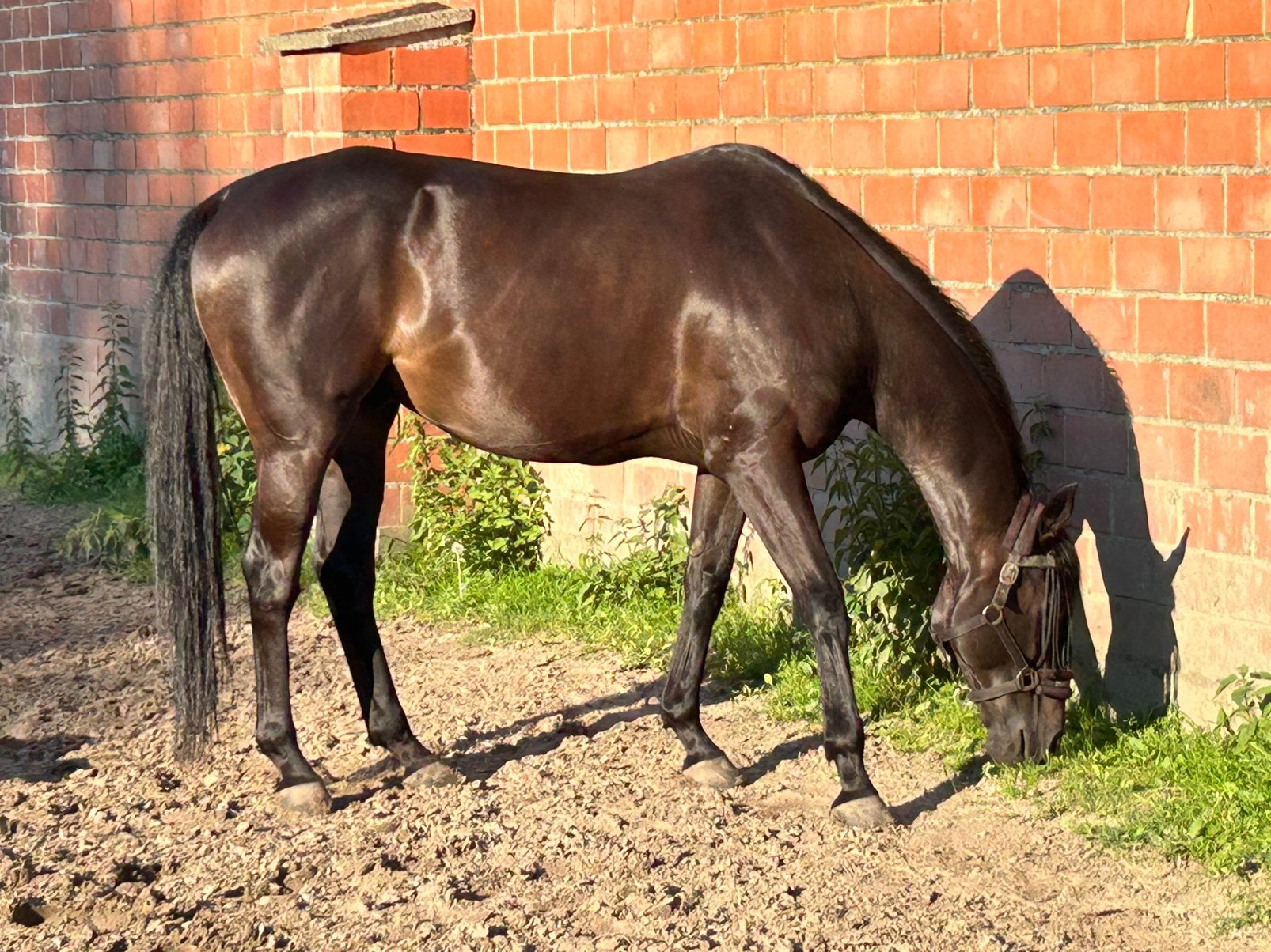Halve stal gezocht, Animaux & Accessoires, Chevaux