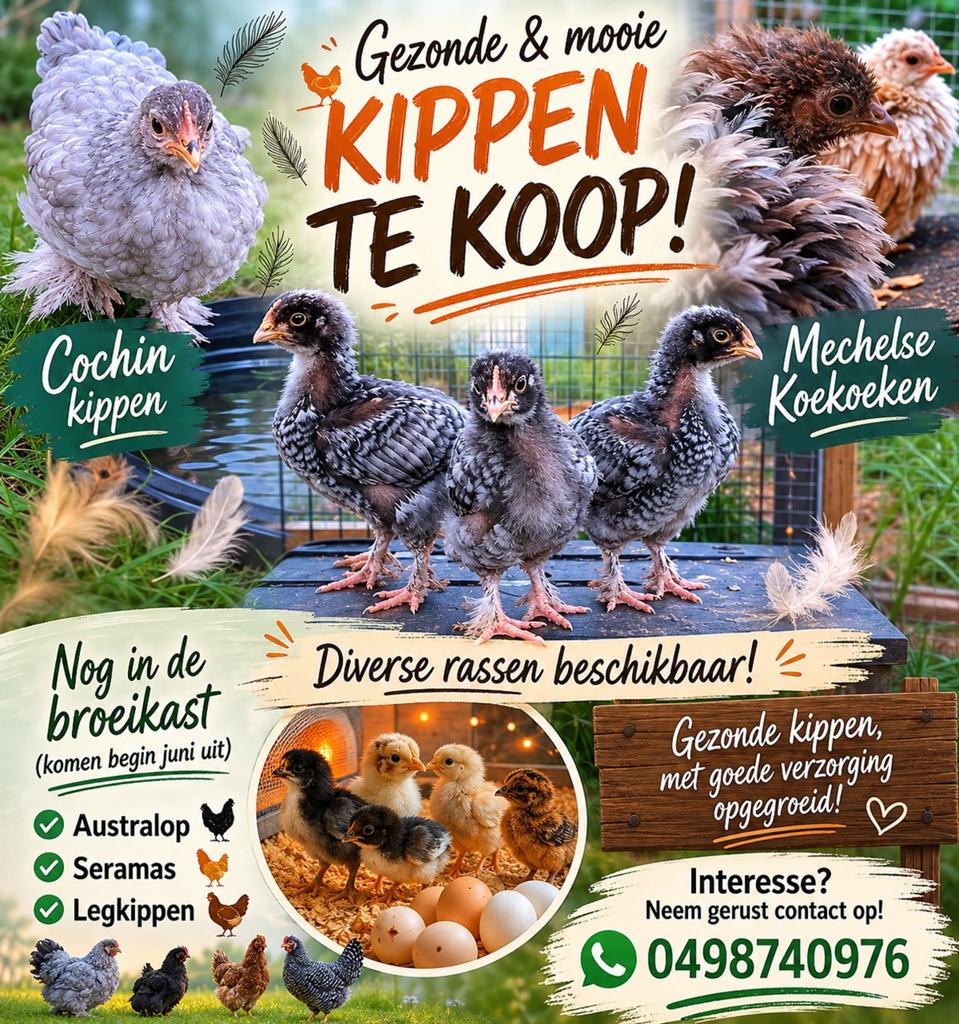 Zeer mooie jonge kippen tekoop, Animaux & Accessoires